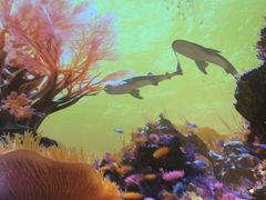 -海合安武汉极地海洋公园