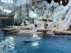 -帝企鹅自助餐厅•儿童岛•真企鹅(长隆企鹅酒店)