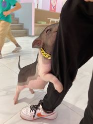 -Moni星球萌宠·小马宝莉·灵蛇·高端高阶全萌宠互动体验俱乐部(红豆国际广场店)