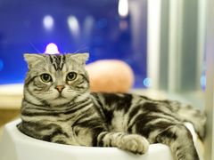 -Catmate·猫肥家润(金润铂宫店)