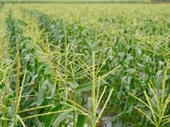 -光明小镇欢乐田园