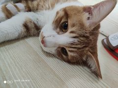 -乐派堂宠物医院·猫友好· 心脏科(东街店)