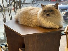 -豆逗聊愈猫阁Easy Life