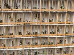 -青石桥花鸟鱼虫市场(叠翠城店)