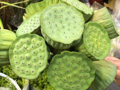 -双季花艺园艺市场(浦东店)