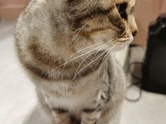 -猫儿山۰猫主题餐厅
