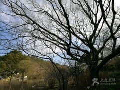 -汉拿树木园
