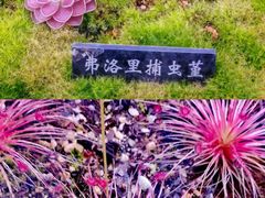 -中国科学院西双版纳热带植物园