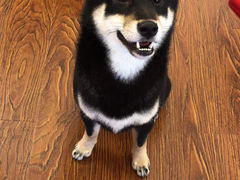 -豆柴町-柴犬主题狗咖(红鼎国际C座店)