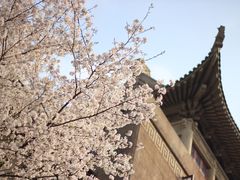 -武汉大学-樱园