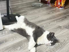 -伟伟宠物医院·瑞派猫友好医院·猫科(光谷店)