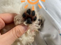 -翊宠yipet猫狗购宠庄园犬舍•猫舍