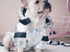 -PETKIT 小佩宠物·低压洗护·美容·寄养(安远店)