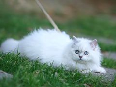 -喵zoo家庭繁育猫舍(尖东智能花园店)