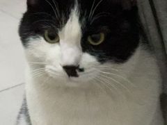 -心仪动物医院·牙专科·肿瘤·心脏科(西客站院)