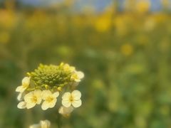 -中国天府农业博览园