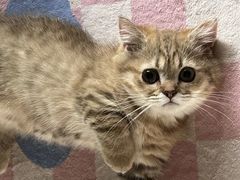 -babydoll猫舍·米努特·德文·缅因(久光中心店)