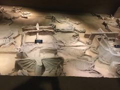 -洛阳周王城天子驾六博物馆