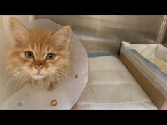 -萌兽医馆·犬猫专科·眼科中心·宠物医院(朝阳门分院)