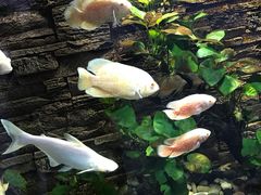 -苏州海洋馆