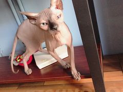 -猫咪咖啡·猫咖(万达广场店)