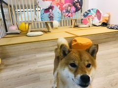 -柴迷FANS CLUB·柴犬狗咖·猫咖