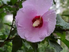 -天津东丽湖风景区