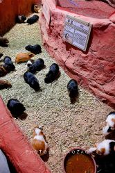 -Zoolung Zoolung动物主题公园(海信广场店)