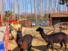 -合肥滨湖国家森林公园