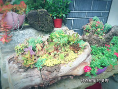 -寂照庵