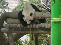 -灵玲国际马戏城