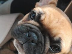 -PETKIT 小佩宠物·低压洗护·美容·寄养(安远店)