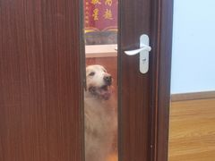 -瑞派·关忠动物医院·异宠专科·犬猫肿瘤·皮肤专科(望京店)