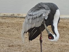 -盐城丹顶鹤湿地生态旅游区