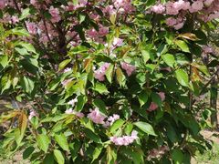 -长白岛森林公园