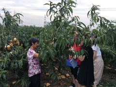 -南汇新场正宗水蜜桃采摘