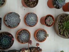 android_upload_pic-南农多肉大棚