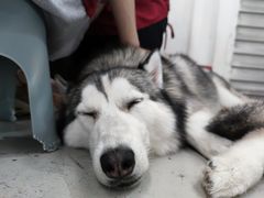 -星多哈·狗咖·拼豆·咖啡
