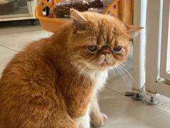 -平行世界·猫咖(首经贸店)