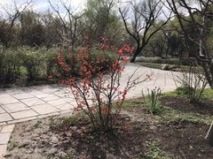 -上海共青森林公园