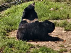 -大连森林动物园