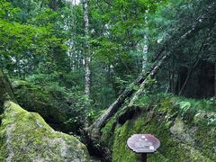 -汤旺河林海奇石景区