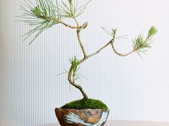 -舟山朱家尖威斯汀酒店·知味标帜自助餐厅