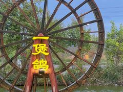 -一煲鸽