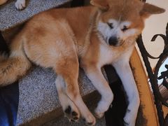 -喜柴咖啡·柴犬狗咖