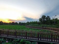 -羊亭河湿地公园