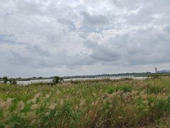-盐城丹顶鹤湿地生态旅游区