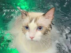 -欧奕国际动物医院