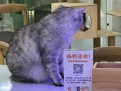 -喵园·猫主题咖啡厅·撸猫·猫咖(国贸店)