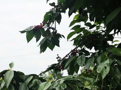 -樱桃山旅游景区